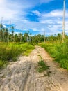 Coconut forest coast line with sand road to sea beach Royalty Free Stock Photo