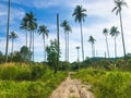 Coconut forest coast line with sand road to sea beach Royalty Free Stock Photo