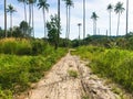 Coconut forest coast line with sand road to sea beach Royalty Free Stock Photo