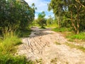 Coconut forest coast line with sand road to sea beach Royalty Free Stock Photo
