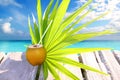 Coconut fresh in caribbean sea pier chit palm leaf Royalty Free Stock Photo