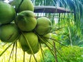 Coconut from the fresh from the farm. Royalty Free Stock Photo