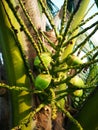 Coconut fruit, close-up bunch of fresh green coconuts Clusters on palm tree, nature background Royalty Free Stock Photo