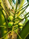 Coconut fruit, close-up bunch of fresh green coconuts Clusters on palm tree, nature background Royalty Free Stock Photo