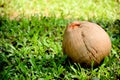 Coconut fruit on green grass Royalty Free Stock Photo