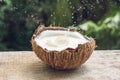 Coconut fruit and milk splash inside it on a background of a palm tree Royalty Free Stock Photo