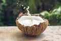 Coconut fruit and milk splash inside it on a background of a pal Royalty Free Stock Photo