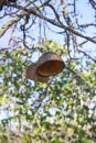 Coconut fruit shell hanging on a tree branch. Simple authentical decor in spring garden Royalty Free Stock Photo