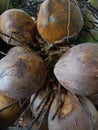 coconut fruit that is sold in traditional markets