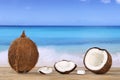 Coconut fruit in summer on the beach