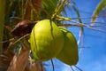 Coconut fruits hanging from palm tree Royalty Free Stock Photo