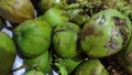 coconut fruits from karawang-indonesia
