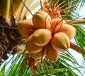 Coconut fruits in Mekong Delta, Vietnam Royalty Free Stock Photo