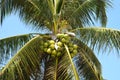 Coconut fruits