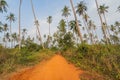 Coconut garden walkway Royalty Free Stock Photo