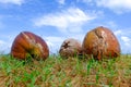 coconut on green grass at the shore under cloudy and blue sky Royalty Free Stock Photo