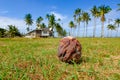 Coconut on green grass at the shore under cloudy and blue sky Royalty Free Stock Photo