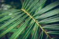 Coconut green leaf background. Striped of palm lea Royalty Free Stock Photo