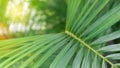 Coconut green leaf background Royalty Free Stock Photo