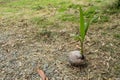 The coconut is growing On the ground. Royalty Free Stock Photo