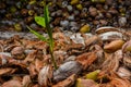 Coconut growing from the pile of old coconut shells Royalty Free Stock Photo