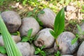 Coconut is growing up,Sapling Coconut and nature background. Royalty Free Stock Photo