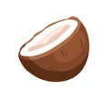 Coconut half. Cut coco nut fruit. Open tropical food with flesh and hard brown shell. Exotic eating, natural nutrition