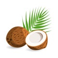 Coconut with half and palm leaves. Isolated on white background