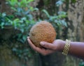 Coconut in the hand of a lady