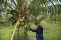 Coconut harvest in bahia