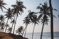 Amazing Coconut palm hill in Mirissa bay in Sri lanka. Palms silhouette over blue ocean beach