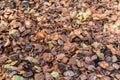 Coconut husk high lignin waste is used to make compost in organic garden. Coco coir producing process from coconut. Organic