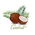 Coconut and palm leaves illustration