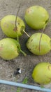 Coconut island Aceh
