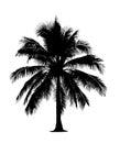 Coconut. Isolated black tree silhouettes on white background