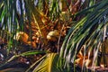 Coconut and its laves Royalty Free Stock Photo