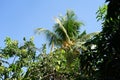 Coconut is known for its diverse uses Royalty Free Stock Photo