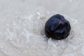 Coconut large black dark in transparent water on a background of white sand tropical ocean in waves close-up Royalty Free Stock Photo