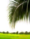 Coconut leaf Royalty Free Stock Photo
