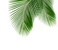 Coconut Leaf Royalty Free Stock Photo