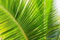 Green Coconut leaf on Isolated white background Royalty Free Stock Photo