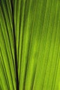 Coconut leaf