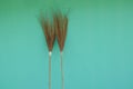 Coconut leaf broom on green background. Royalty Free Stock Photo