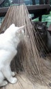 Coconut leaf broom between two cat playing hide and seek on sunny day Royalty Free Stock Photo