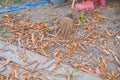 Coconut leaf broom Royalty Free Stock Photo