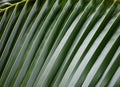 Coconut leaf Royalty Free Stock Photo