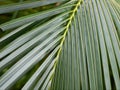 Coconut leaf Royalty Free Stock Photo