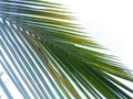 Coconut leaf Royalty Free Stock Photo