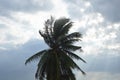 coconut leaf flowing from wind blow on sunset sky