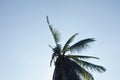 Coconut leaf flowing from wind blow on sunset sky background